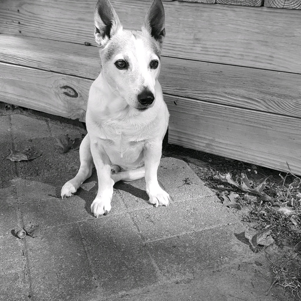 Meet your Posher, Shannon